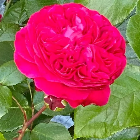 게스트하우스 Haus Luisenhof 몰린