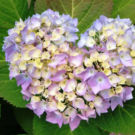 Haus Luisenhof Gæstehus 3*